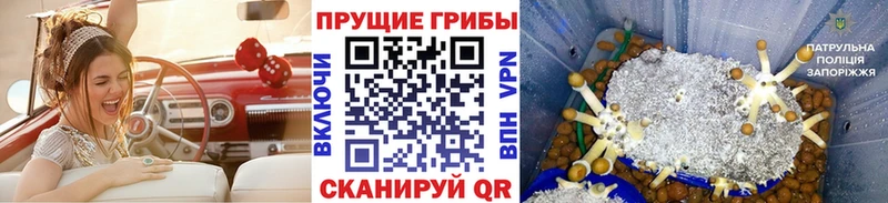 Псилоцибиновые грибы GOLDEN TEACHER  Торжок 